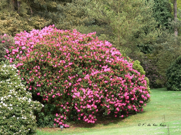 Bois des Moutiers (100) Mai 2012